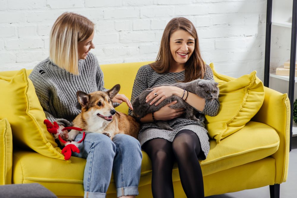 10 best businesses to start with little money in 2024 pet sitting